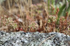 Polycarpon tetraphyllum