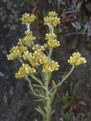 Pseudognaphalium viravira