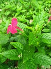 Ruellia rosea