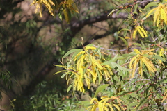 Acacia longispicata