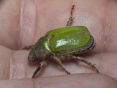 Brachysternus spectabilis
