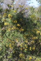 Acacia longispicata