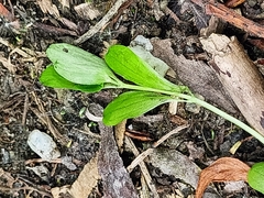 Callitriche stagnalis