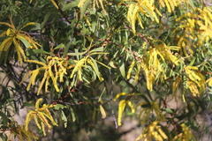 Acacia longispicata
