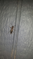 Xylotrechus sagittatus