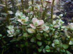 Rotala rotundifolia