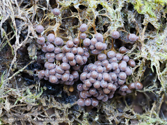 Badhamia utricularis