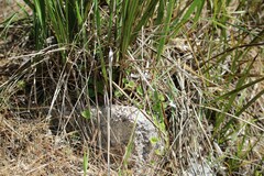 Dichondra repens