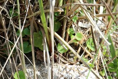 Dichondra repens