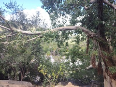 Ficus petiolaris palmeri
