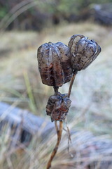 Fritillaria camschatcensis