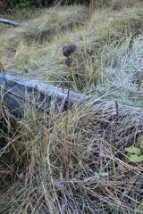 Fritillaria camschatcensis