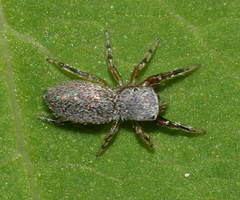 Tutelina