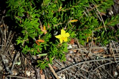 Hibbertia