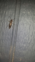 Xylotrechus sagittatus