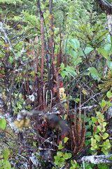 Calyptospora columnaris