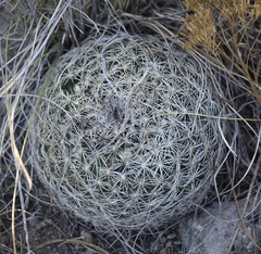 Coryphantha compacta