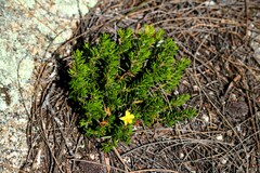 Hibbertia