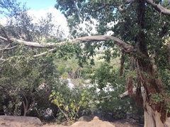 Ficus petiolaris palmeri