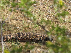 Heloderma suspectum suspectum