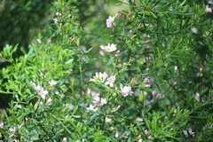 Cyanothamnus anemonifolius