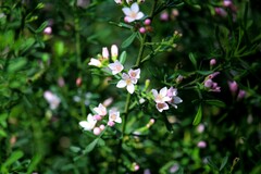 Cyanothamnus anemonifolius