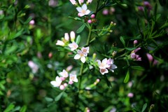 Cyanothamnus anemonifolius