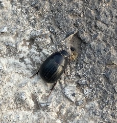 Coleoptera