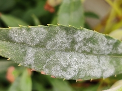 Golovinomyces cichoracearum