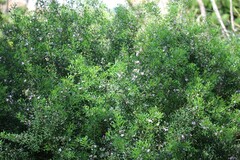 Cyanothamnus anemonifolius