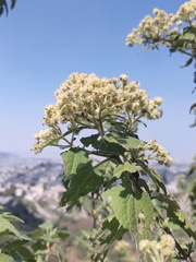 Montanoa