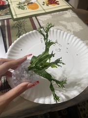 Leptochilus pteropus