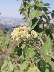 Montanoa