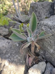 Echeveria coccinea