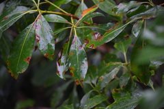 Mycosphaerella colorata