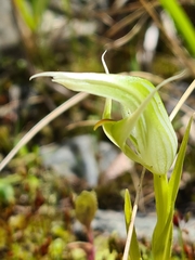 Pterostylis banksii