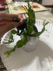 Leptochilus pteropus