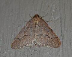 Erannis tiliaria