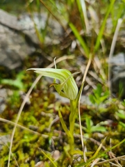 Pterostylis banksii