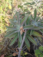 Echeveria coccinea