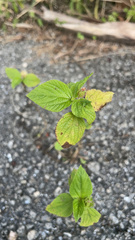 Acalypha