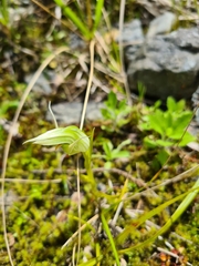 Pterostylis banksii