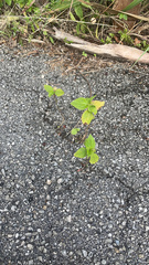 Acalypha