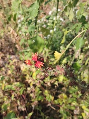 Echeveria coccinea