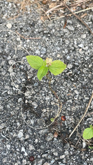 Acalypha