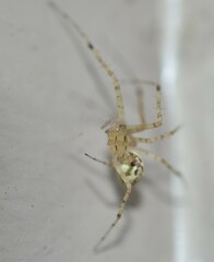 Pityohyphantes