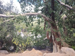 Ficus petiolaris palmeri