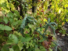 Cylindropuntia cholla