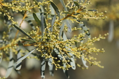 Acacia decora