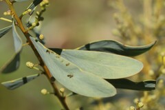 Acacia decora